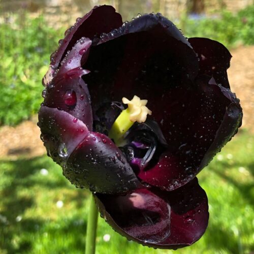 Queen of the Night Tulip 1