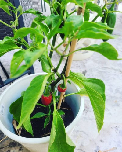 How to Grow Red Jalapeños 2