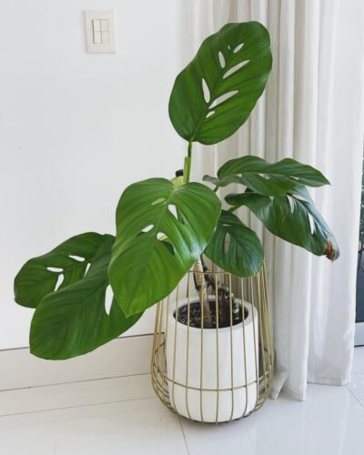 Monstera Lechleriana Care and Growing Information 5