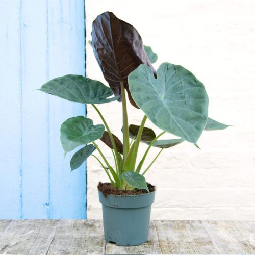 Alocasia Wentii 2