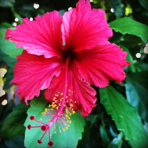 Puerto Rico National Flower: Facts, Uses and Growing Guide 1