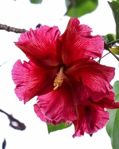 Puerto Rico National Flower: Facts, Uses and Growing Guide 2