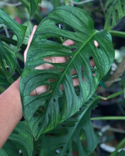 Monstera Lechleriana Care and Growing Information 1