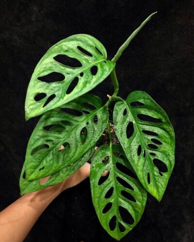 Monstera Lechleriana Care and Growing Information 6