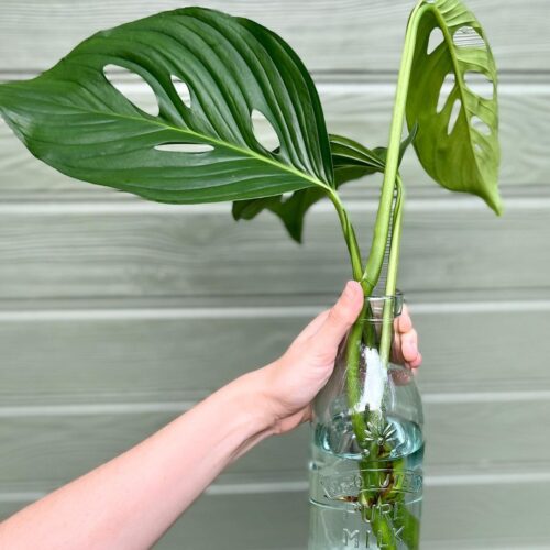 Monstera Lechleriana Care and Growing Information 3