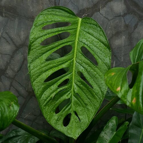 Monstera Lechleriana Care and Growing Information 2