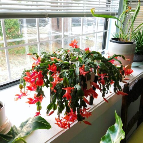 Make Christmas Cactus Bloom 1