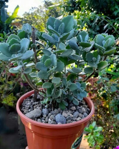 Kalanchoe Millotii Care and Growing Guide 1