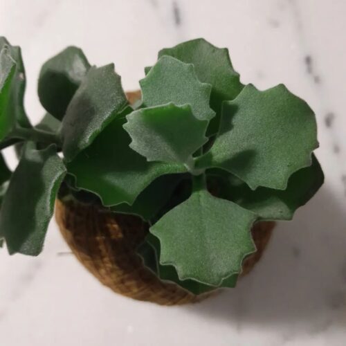 Kalanchoe Millotii Care and Growing Guide 4