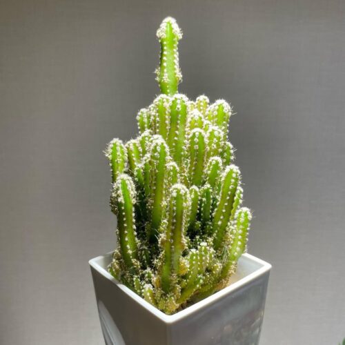 Fairy Castle Cactus Care and Growing Information 4