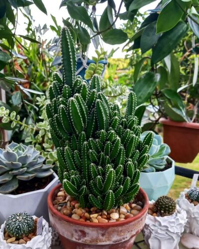 Fairy Castle Cactus Care and Growing Information 1