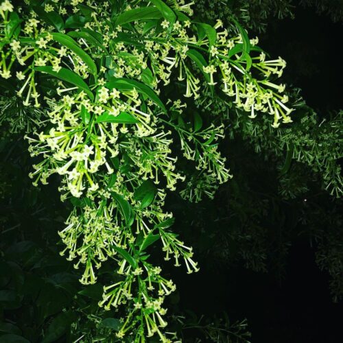 Night-Blooming Jasmine 3