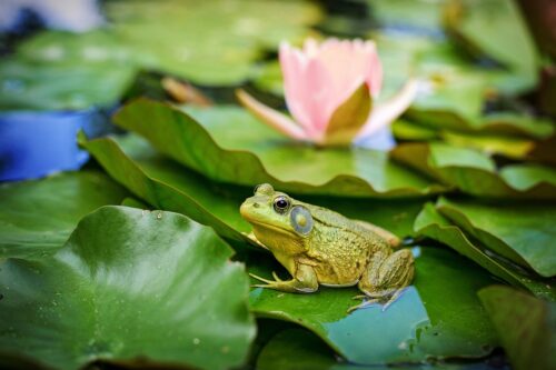 What Does it Mean When a Frog Visits You? Find out 4