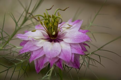 Love-in-a-Mist Meaning, Symbolism, and Historical Significance 2