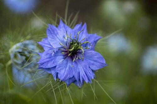 Love-in-a-Mist Meaning, Symbolism, and Historical Significance 1