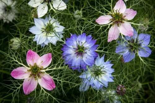 Love-in-a-Mist Meaning, Symbolism, and Historical Significance 3