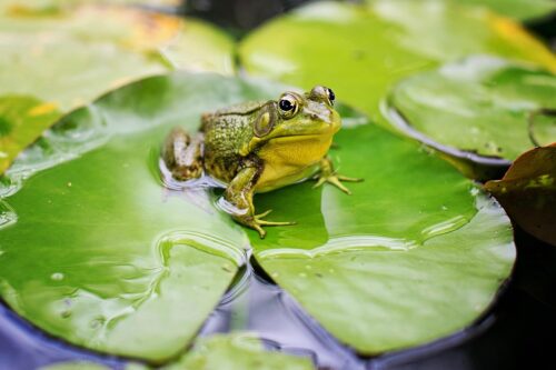 What Does it Mean When a Frog Visits You? Find out 3