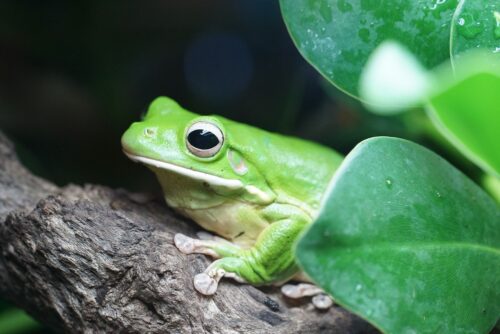 What Does it Mean When a Frog Visits You? Find out 1