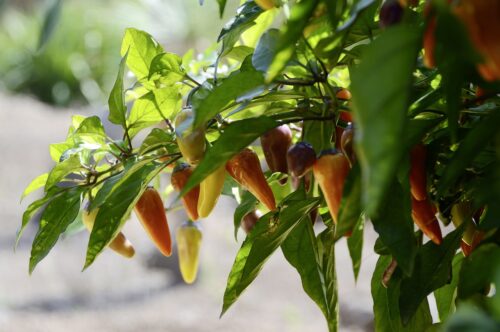 How to Grow Red Jalapeños 3