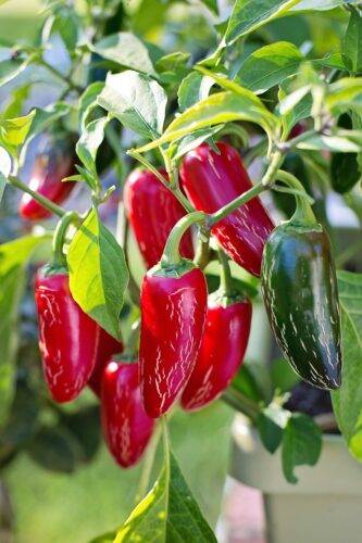 How to Grow Red Jalapeños 1