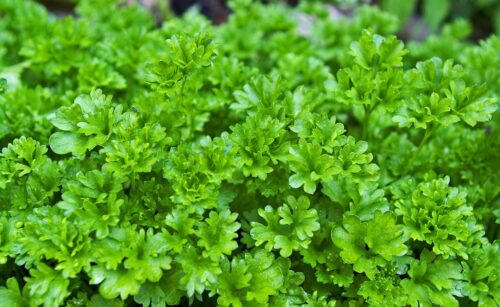 Tips for Growing Parsley from Division 1