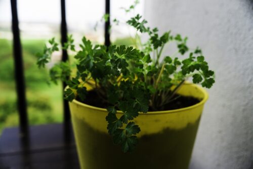 Tips for Growing Parsley from Division 4