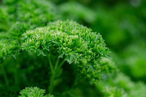 Tips for Growing Parsley from Division 2