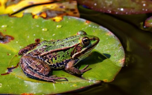 What Does it Mean When a Frog Visits You? Find out 2