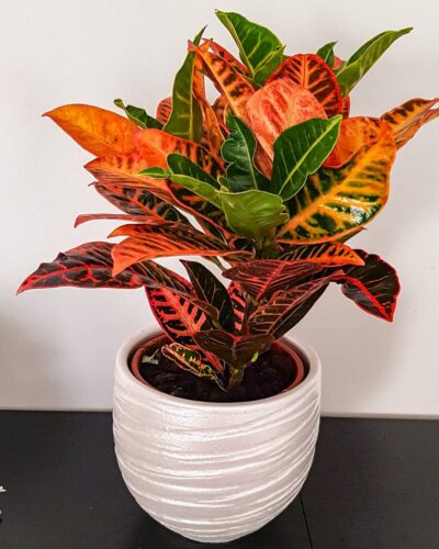 Croton Petra 1