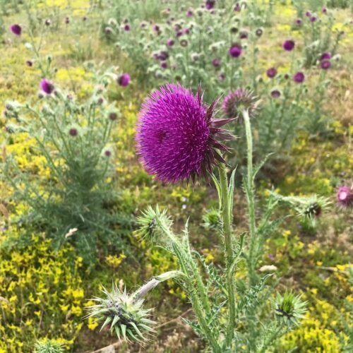 Weeds with Purple Flowers 10