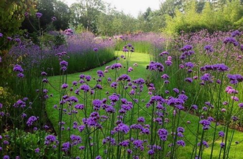 Weeds with Purple Flowers 3