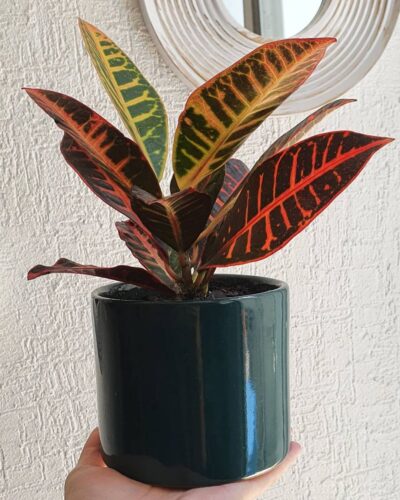 Croton Petra 2