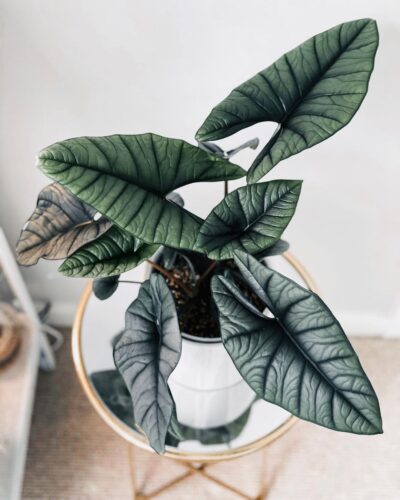 alocasia 2