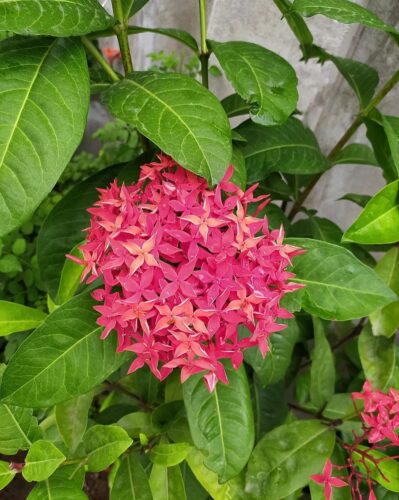 Balinese Plants and Flowers 6