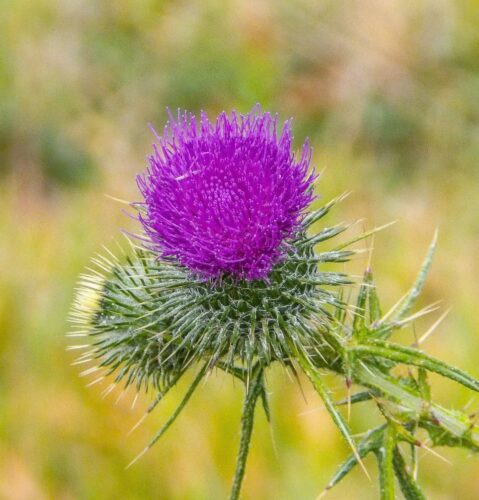 Weeds with Purple Flowers 2