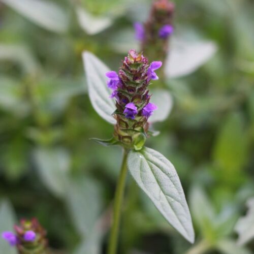 Weeds with Purple Flowers 5