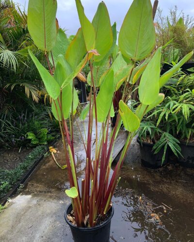 Balinese Plants and Flowers 7