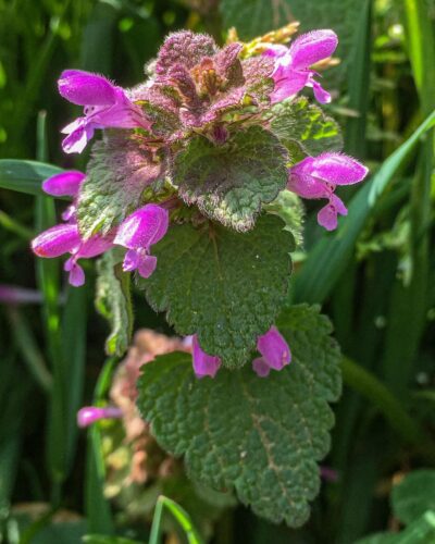 Weeds with Purple Flowers 4