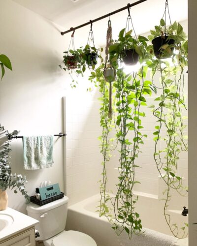 Pothos Curtain Ideas 4