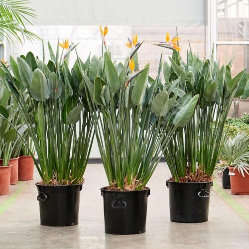 Bird of Paradise Varieties 1