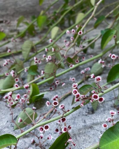 String of Stars Plant 2