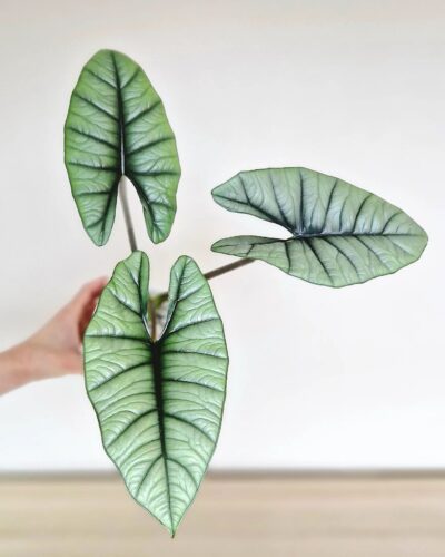 Alocasia Platinum 1