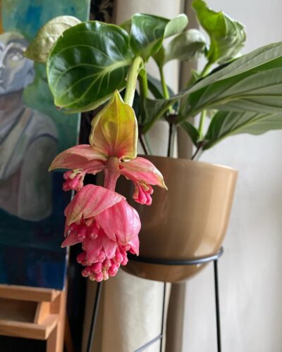 Medinilla Magnifica 2