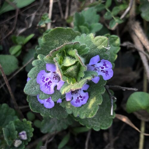 Weeds with Purple Flowers 9