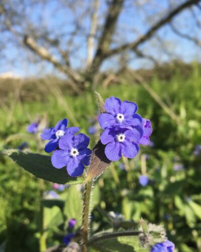 Weeds with Purple Flowers 1