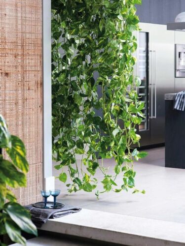 Pothos Curtain Ideas 2