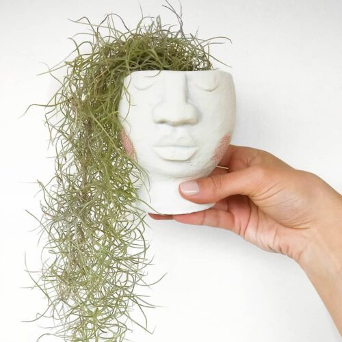 Grow Spanish Moss 2