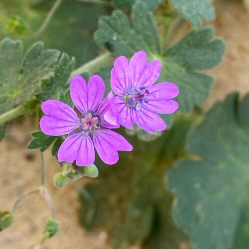 Weeds with Purple Flowers 6