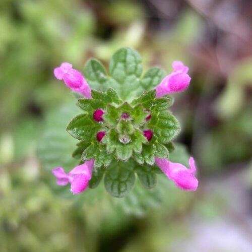 Weeds with Purple Flowers 7