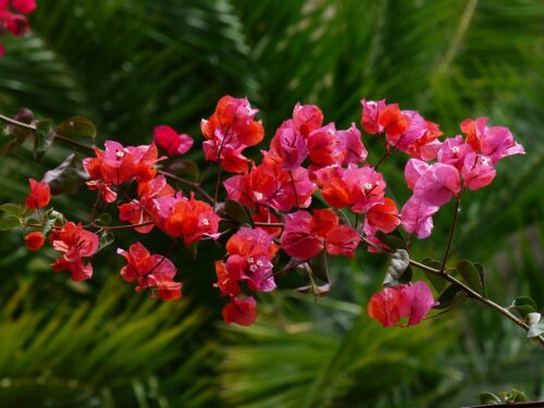 Balinese Plants and Flowers 5